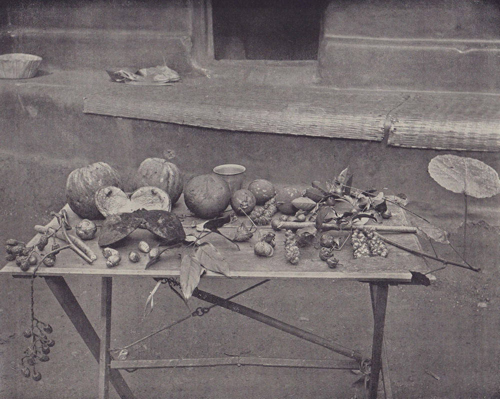 Forest fruits of Ivory Coast. STODDARD 1895 old antique vintage print picture